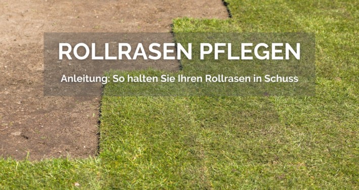 Anleitung: Rollrasen-Pflegetipps